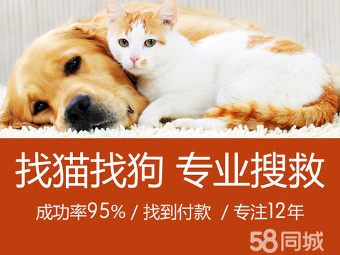 宠物摄影与宠物服务的完美结合 记录萌宠的每一个珍贵瞬间